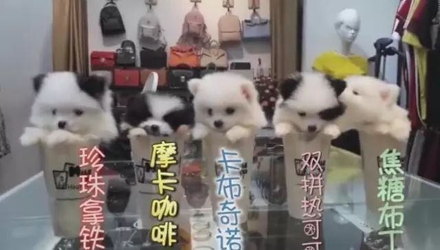 茶杯犬的背后商业链,茶杯犬奶茶店