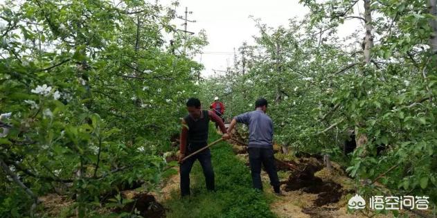 苹果树改造新法,苹果树废枝加工