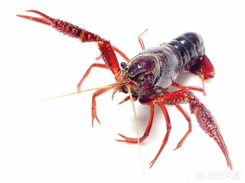 小龙虾养殖年利润一般是多少,小龙虾养殖技术成本与利润