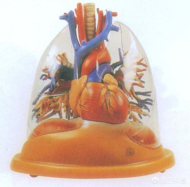 支气管扩张影响寿命吗能治好吗,支气管扩张能治愈吗什么地方能治