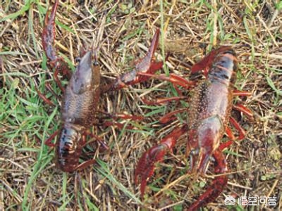 小龙虾养殖年利润一般是多少,小龙虾养殖技术成本与利润