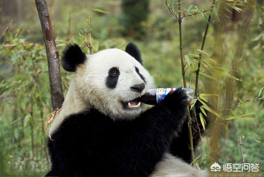 大熊猫吃羊怎么处理,野生大熊猫被什么动物吃了