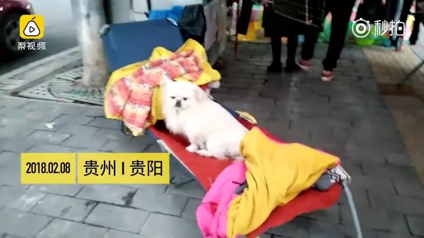 狗狗陪主人吃月子餐看见鸡汤,狗狗陪着主人吃饭