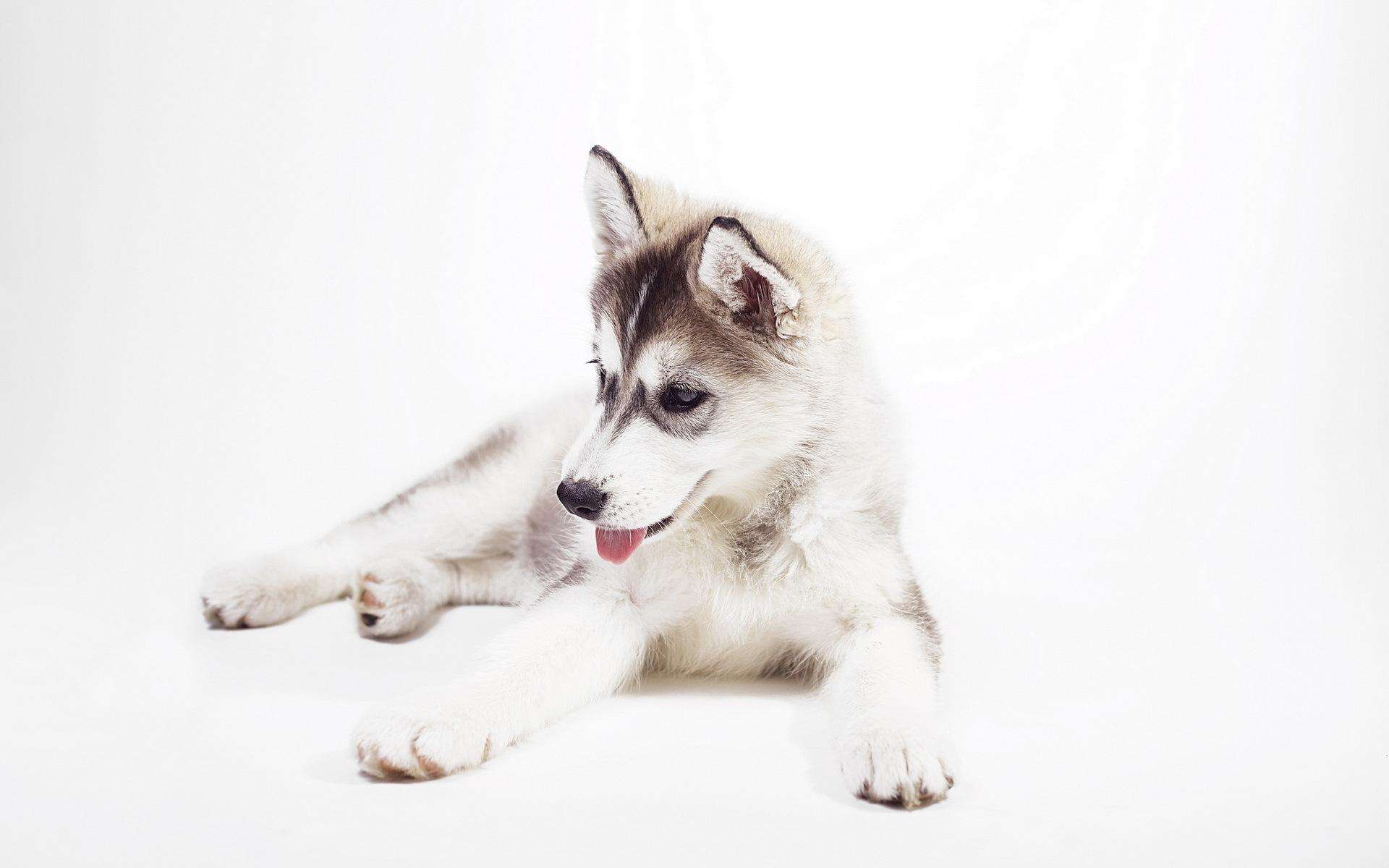 哈士奇不能吃的食物,哈士奇不能吃的视频