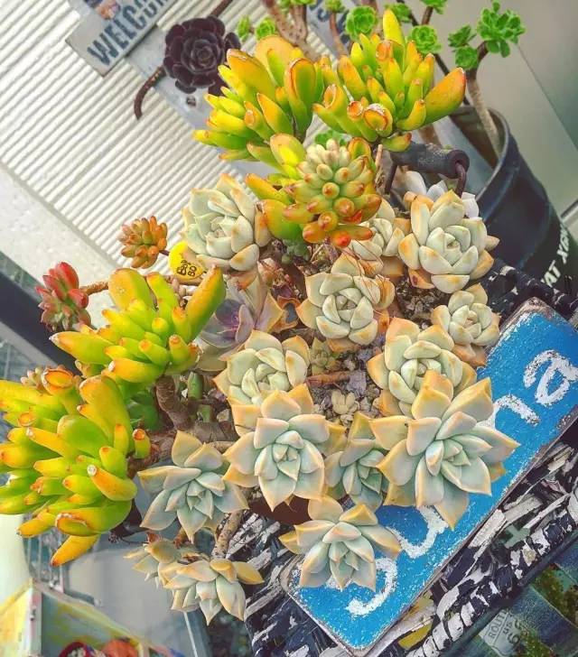 有一家多肉解忧杂货铺是一种怎样的体验