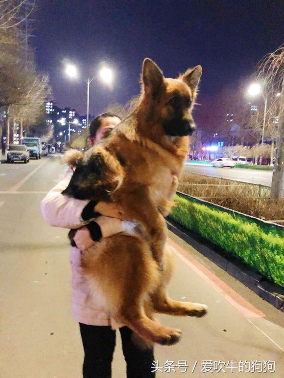 为什么要养狗长毛德牧,长毛德牧是名犬吗