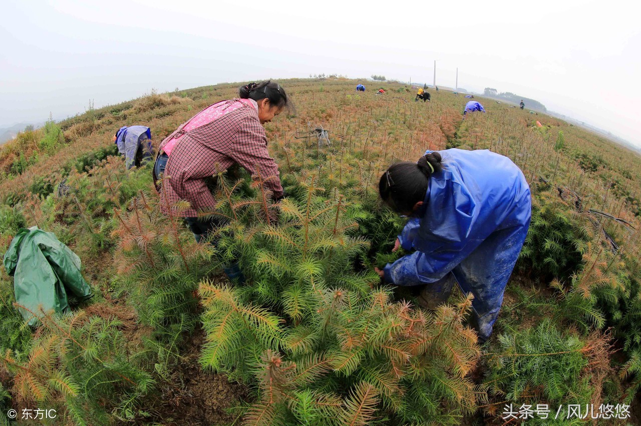 杉木良种的作用,哪个品种杉木长得快又好