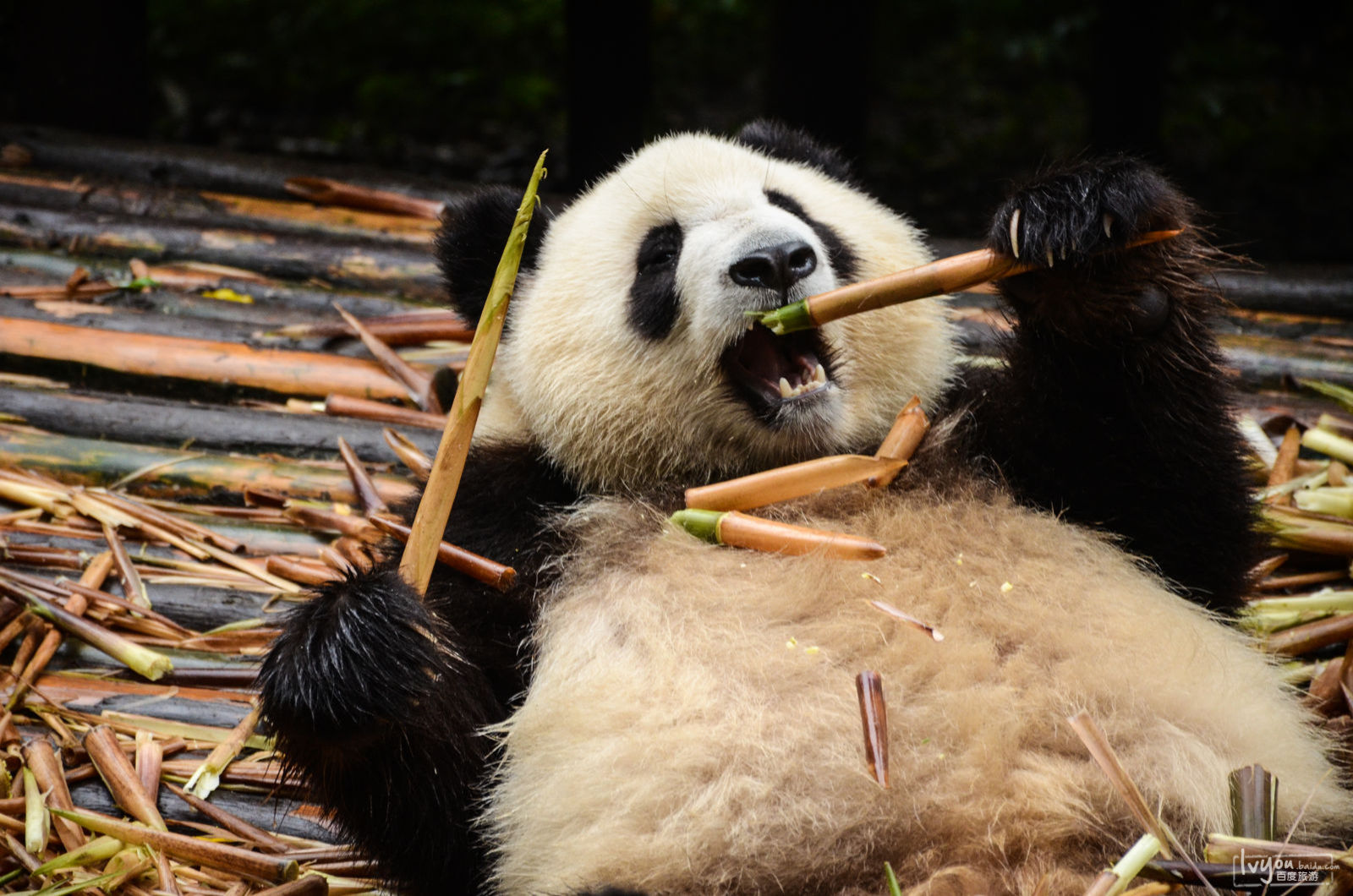 春节怎么去成都便宜,春节期间去成都怎么玩