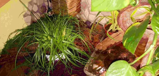 油彩木纹龟是蓝眼睛么,油彩木纹龟成体多大