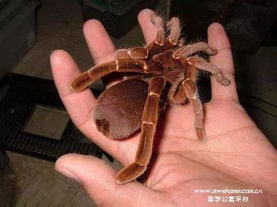 澳洲虫子到底有多可怕,澳洲虫子有多可怕