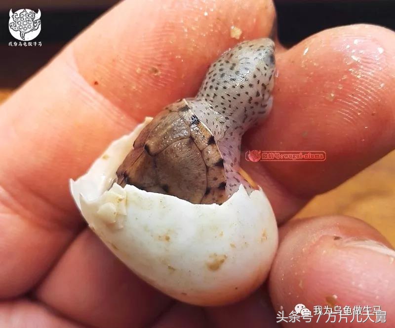 美文欣赏—头有斑、壳有纹、不加温、体型小，还不贵，它就是剃刀