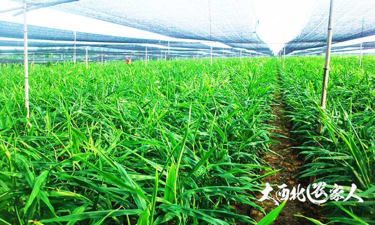 生姜施肥用硫酸钾还是硝酸钾好,生姜种植用黄豆施肥效果好吗