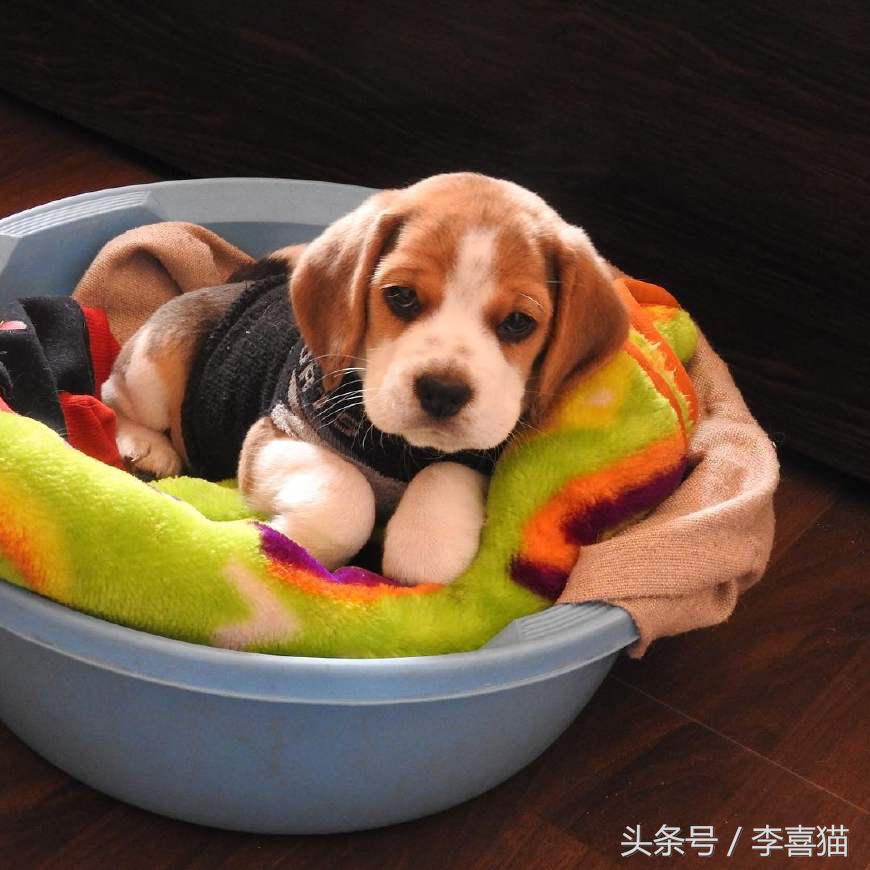 史努比狗是什么狗,史努比的原型是比格还是贝灵顿