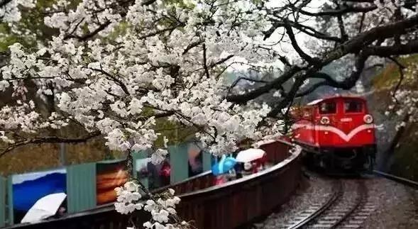 中国有哪些樱花好看,看樱花中国