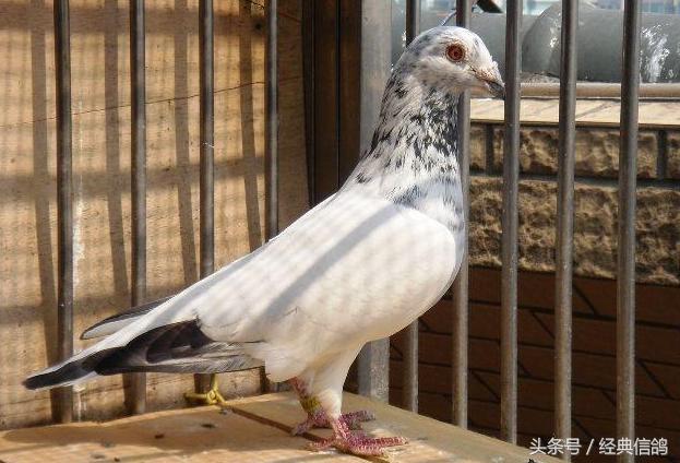 乔治国王vs大话佩奇,乔治王子和公爵