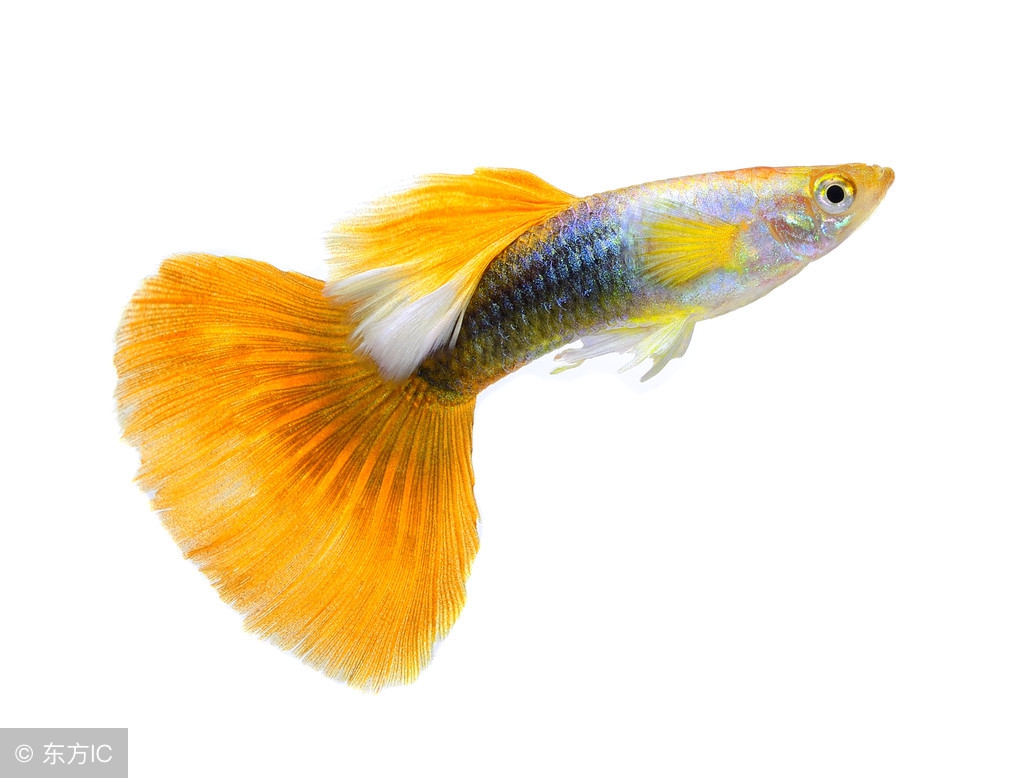 孔雀鱼鱼苗饲养日记图,孔雀鱼的养鱼日记视频