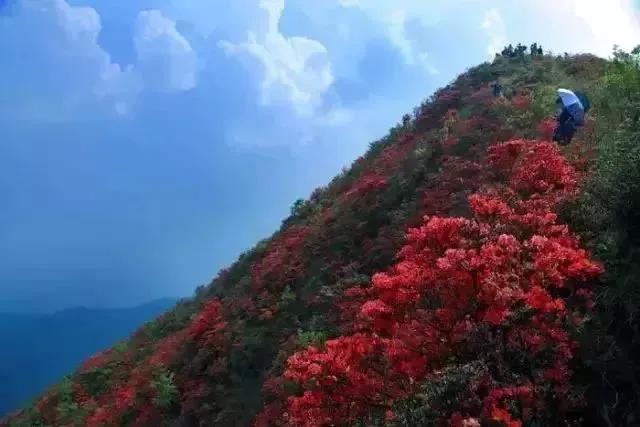 滚蛋吧,春困君!广东这些花花世界让你秒变龙马精神!