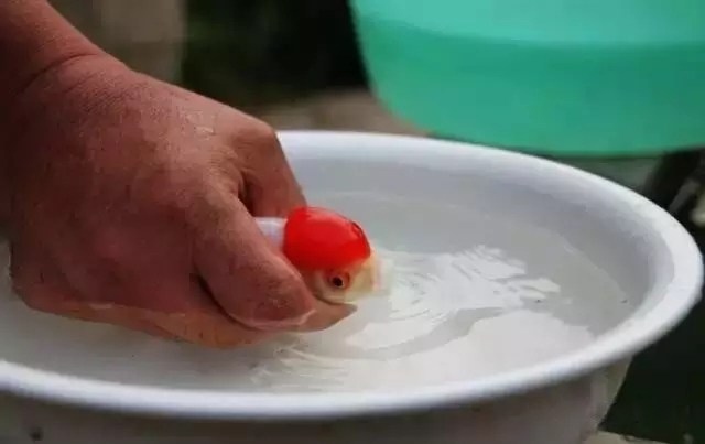 新买的金鱼到家注意什么,新手养草金鱼需要注意什么