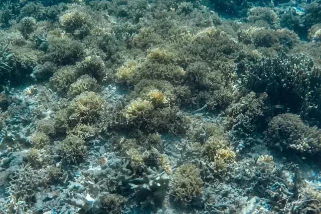 帕劳深度游出海,帕劳深潜体验