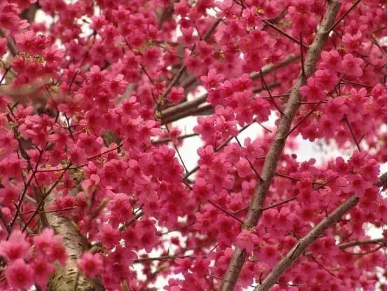 中国有哪些樱花好看,看樱花中国