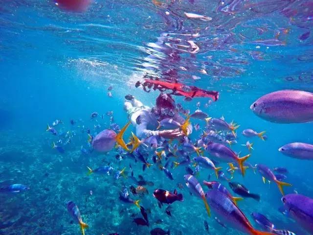 帕劳群岛隐藏攻略,帕劳旅游的优点和缺点