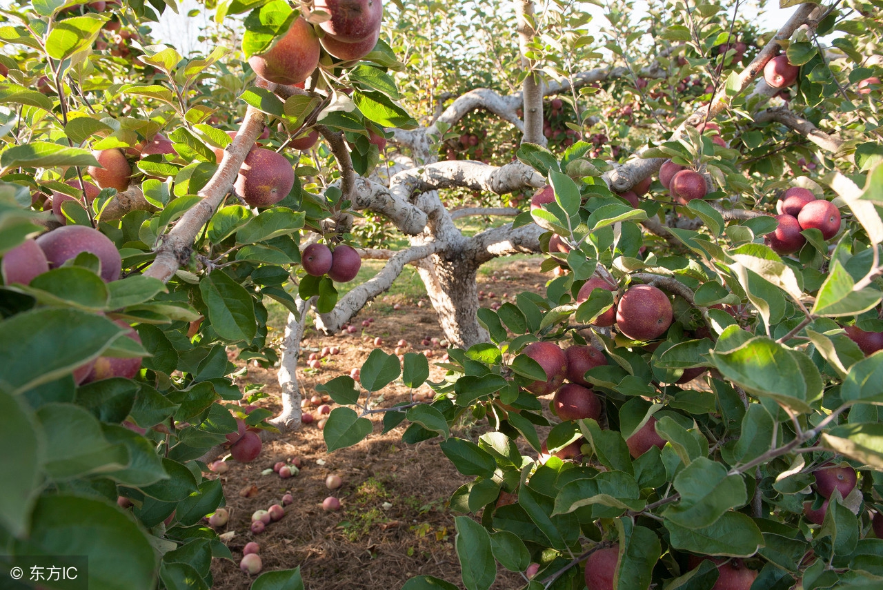 果树药害口诀及解决方法,果树产生药害有补救办法吗