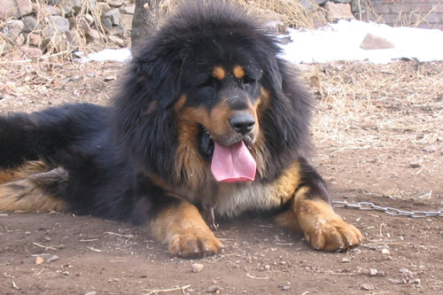 纯种藏獒的价格,纯种藏獒多少钱一条图片及价格