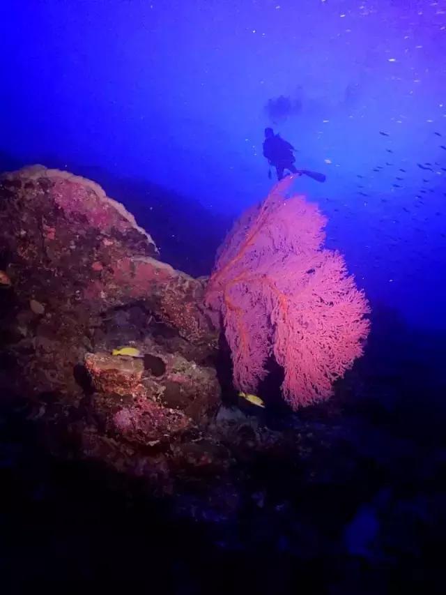 帕劳旅游攻略旅游视频,帕劳旅游攻略2018