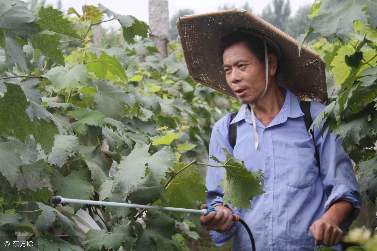 果树药害口诀及解决方法,果树产生药害有补救办法吗