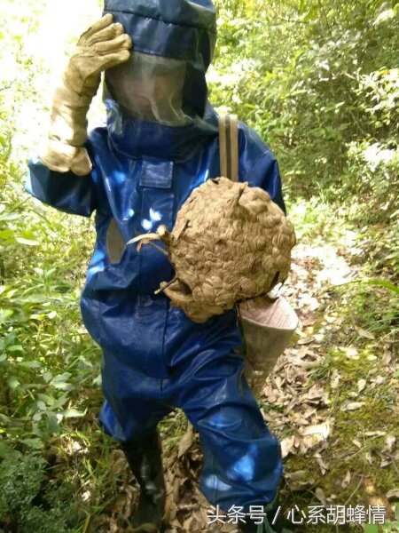 胡蜂养殖蜂王筑巢技术全教程视频,胡蜂养殖技术论文