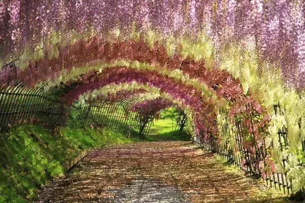 一场比樱花浪漫的紫藤之旅,一场紫藤花下的旅行