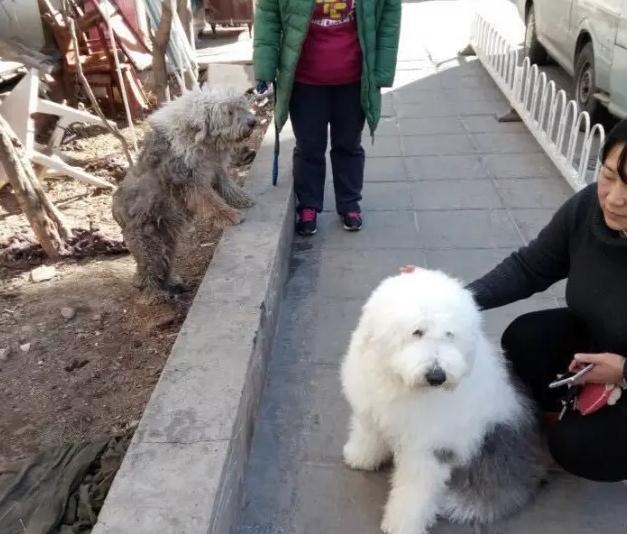 英国古代牧羊犬价格多少钱,古代牧羊犬价格是多少