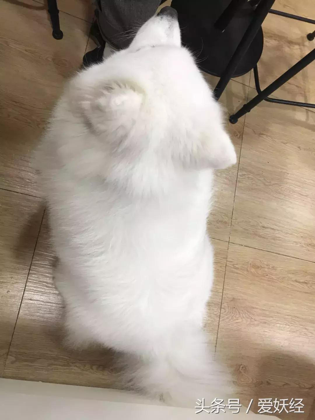 爱妖经大数据评测,爱妖经洗衣液不粘毛