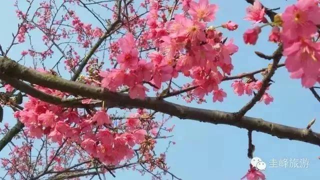 滚蛋吧,春困君!广东这些花花世界让你秒变龙马精神!