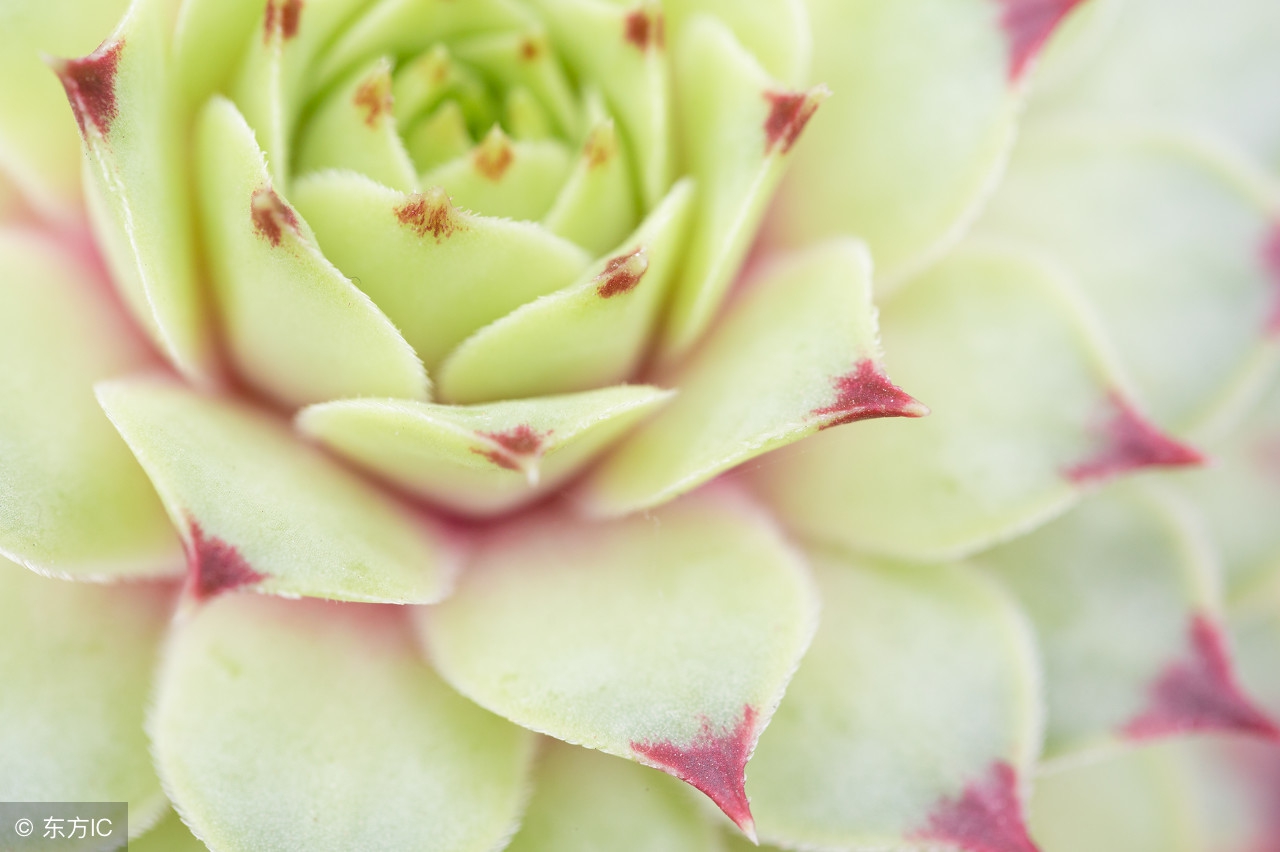 推荐新手养的多肉植物,多肉植物养殖方法新手如何浇水