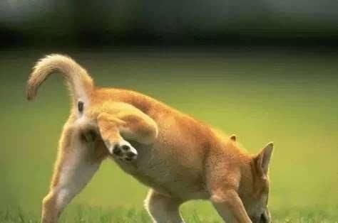 鏄ュぉ鏉ヤ簡瀹犵墿鍏绘姢鐭ヨ瘑浣爂et浜嗗悧,鏄ュ瀹犵墿鐭ヨ瘑绉戞櫘