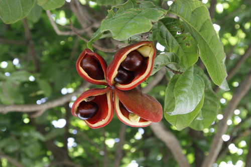 凤眼果可以种植吗?几年结果?多少钱一斤?有什么功效与作用?