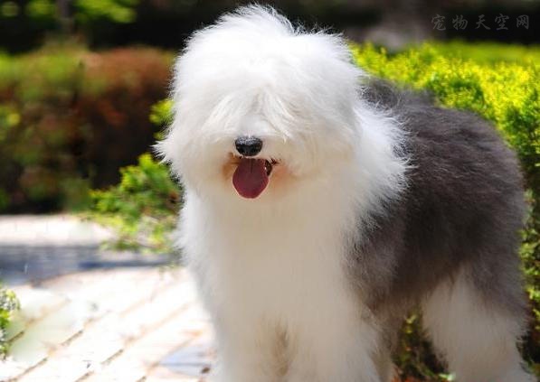 英国古代牧羊犬价格多少钱,古代牧羊犬价格是多少