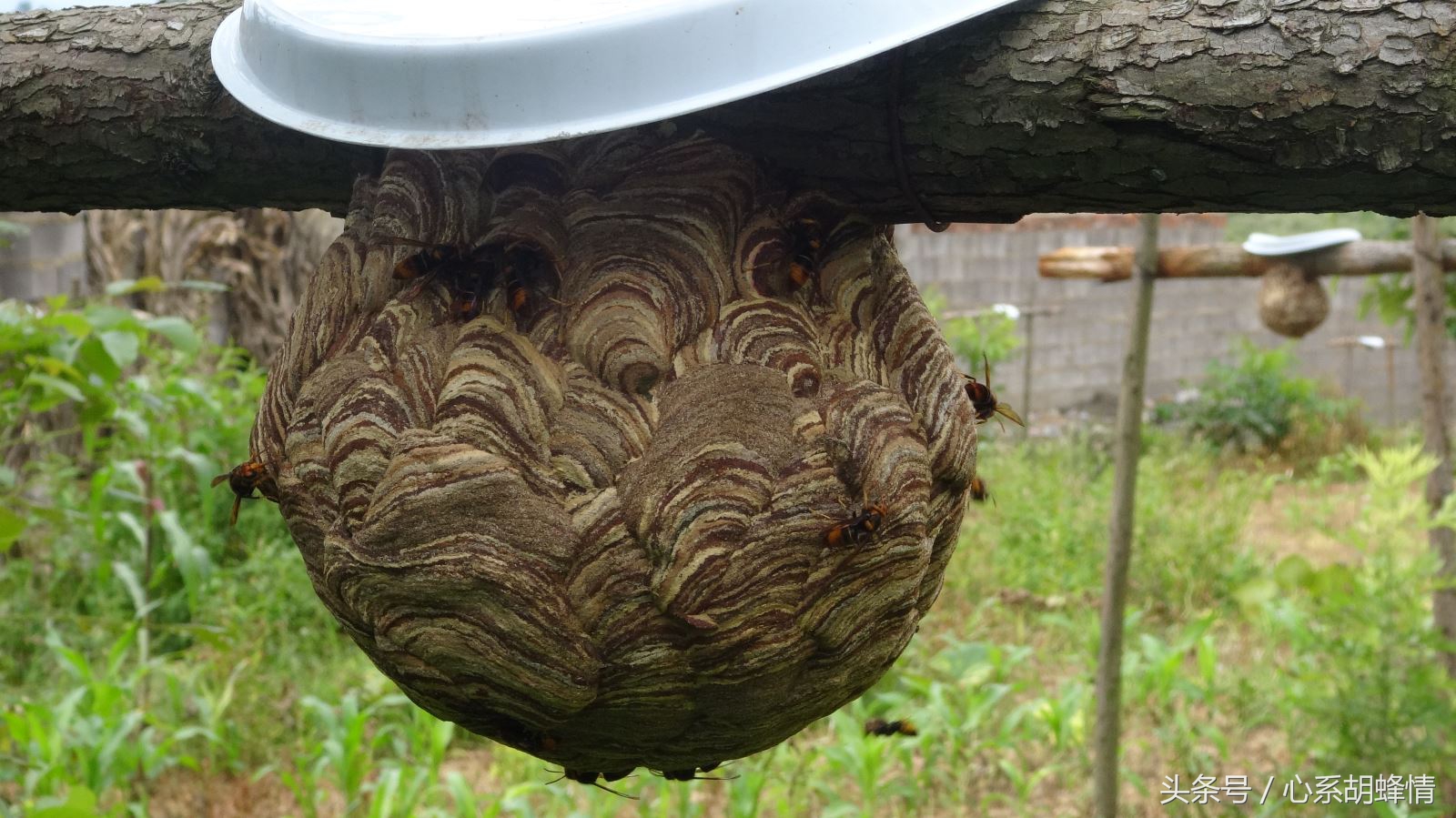 胡蜂养殖蜂王筑巢技术全教程视频,胡蜂养殖技术论文