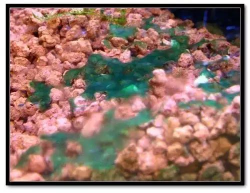 草缸藻类的处理方法,草缸的各种藻怎么处理