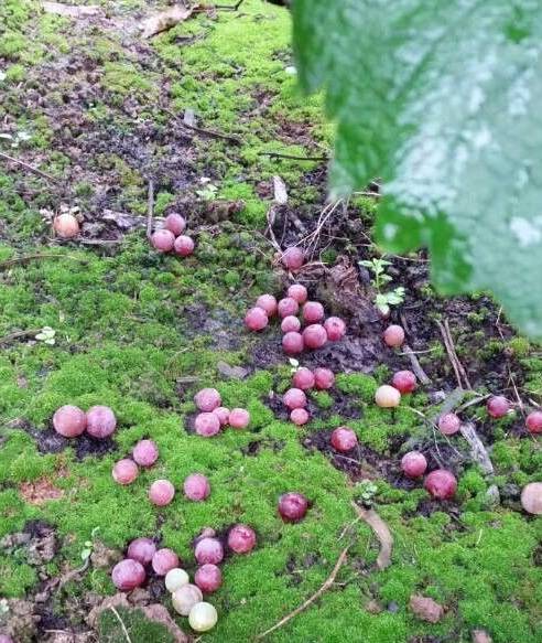 葡萄大小粒的原因和解决方法,葡萄大小粒如何处理