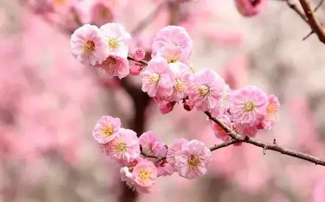 北京冬季看梅花,冬天北京哪里可以赏梅花