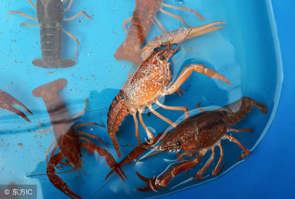 养什么特种养殖好养又赚钱,养殖什么动物省钱