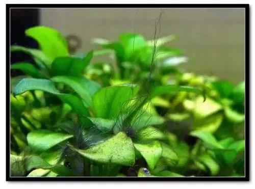 草缸藻类的处理方法,草缸的各种藻怎么处理