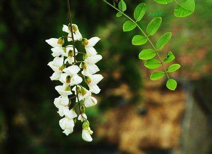 恰如一夜雪飘扬,悄开一树溢香幽。诗友咏槐花诗词一组
