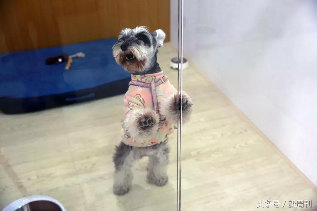 中国顶级宠物酒店,高端宠物酒店推荐