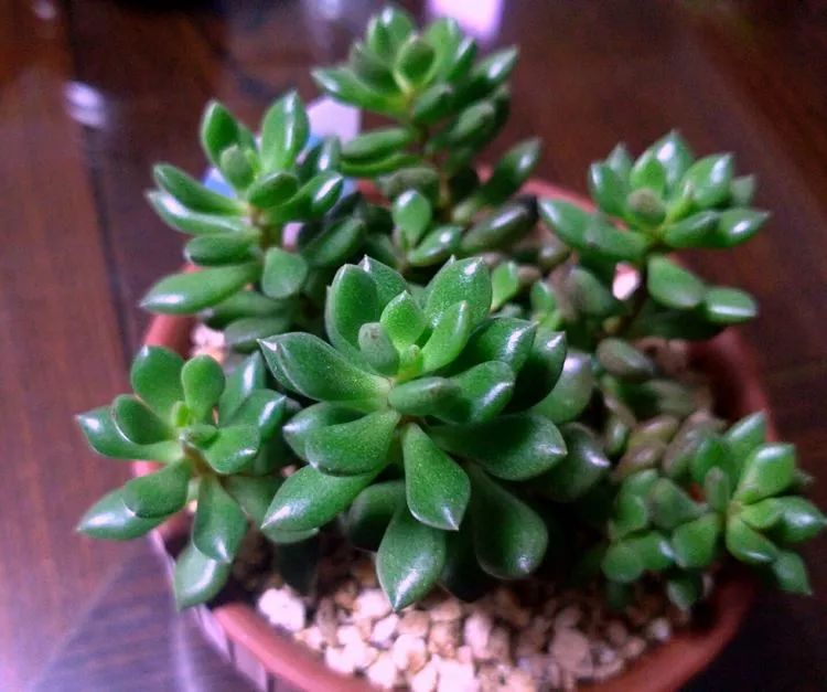 做足了功课养多肉,不用操心就能养好的多肉