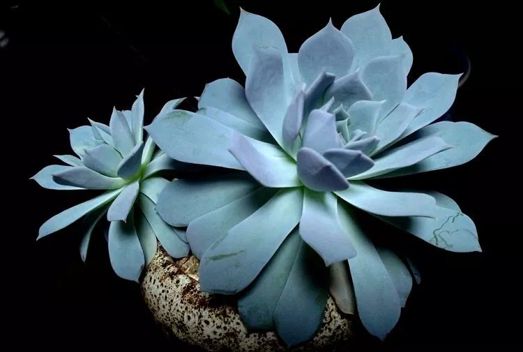 做足了功课养多肉,不用操心就能养好的多肉