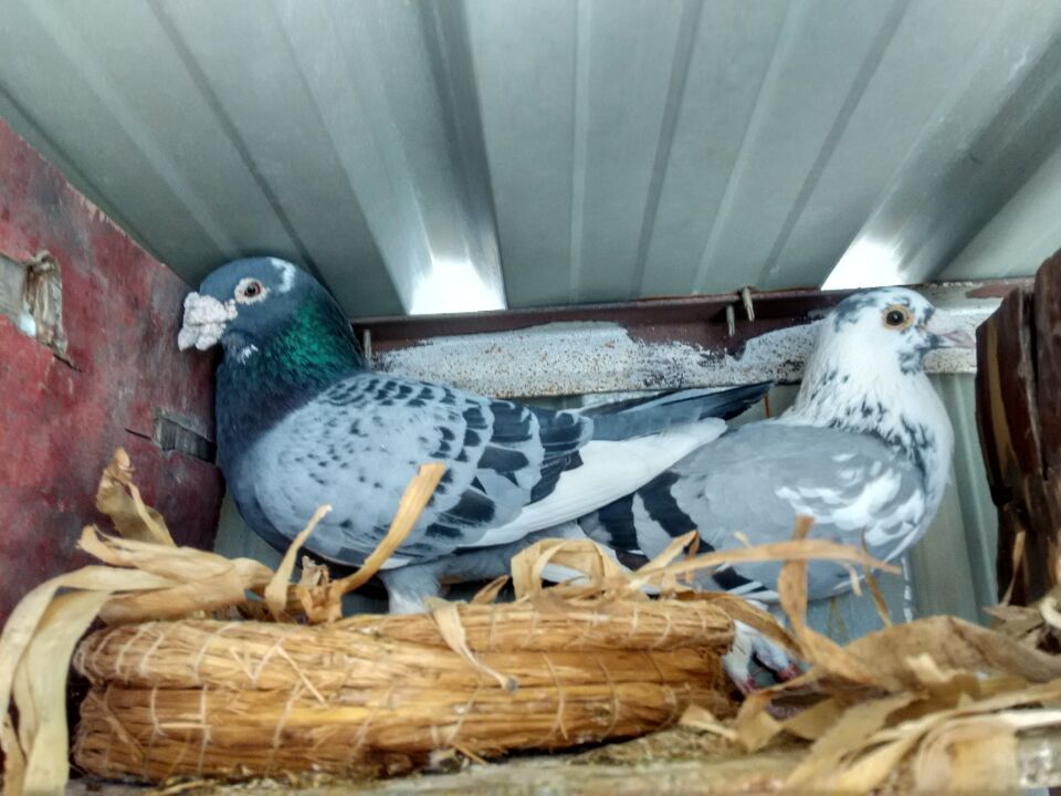 鸽子孵蛋期可以移窝吗,小鸽子什么时候移窝