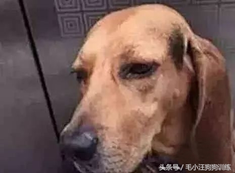 狗狗贪吃怎么训练,金毛狗狗挑食怎么办